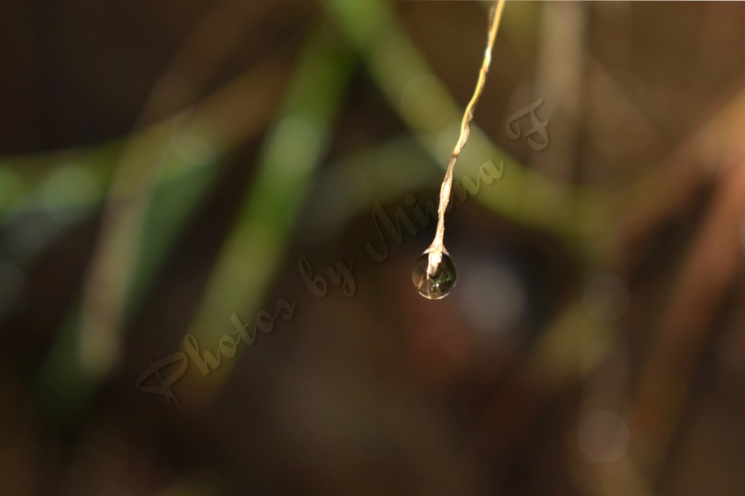 Lonely Water Drop WM