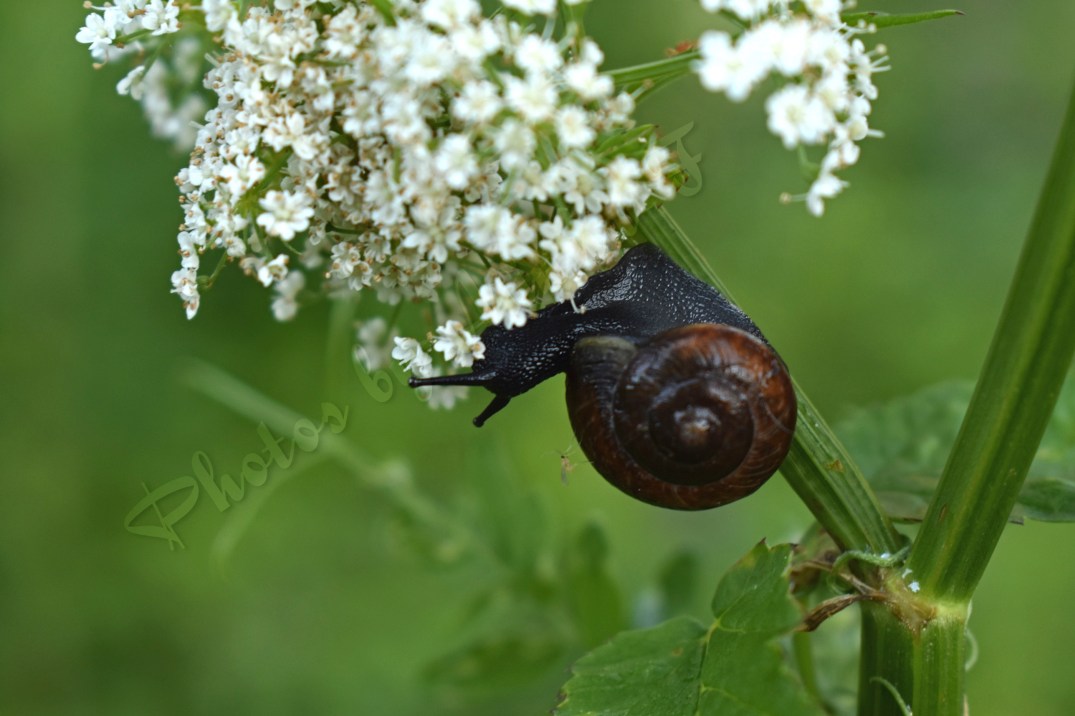 Mosquito riding on the snail WM