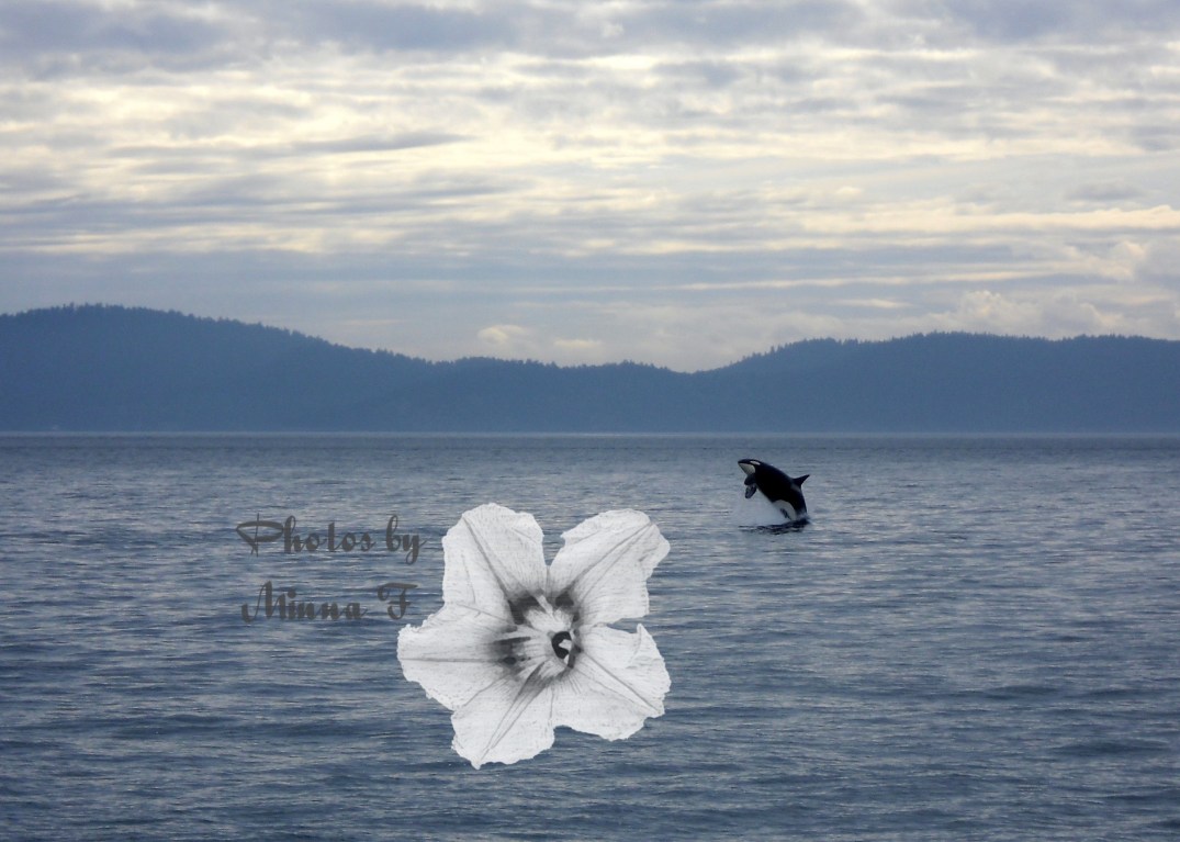 Orca Whale WM