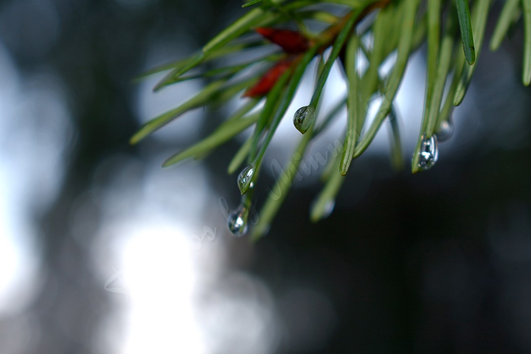 Pine Branch in a rain WM
