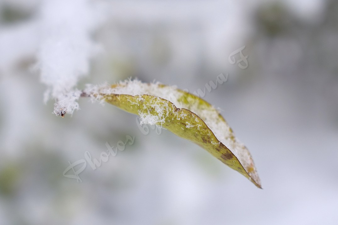 Snow on the leaf WM