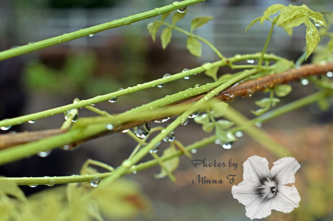 Green moment editedwm