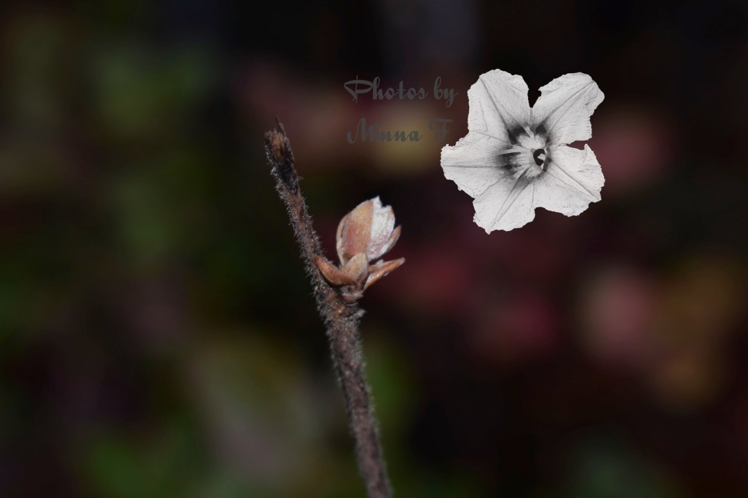 Sprouting edited small wm