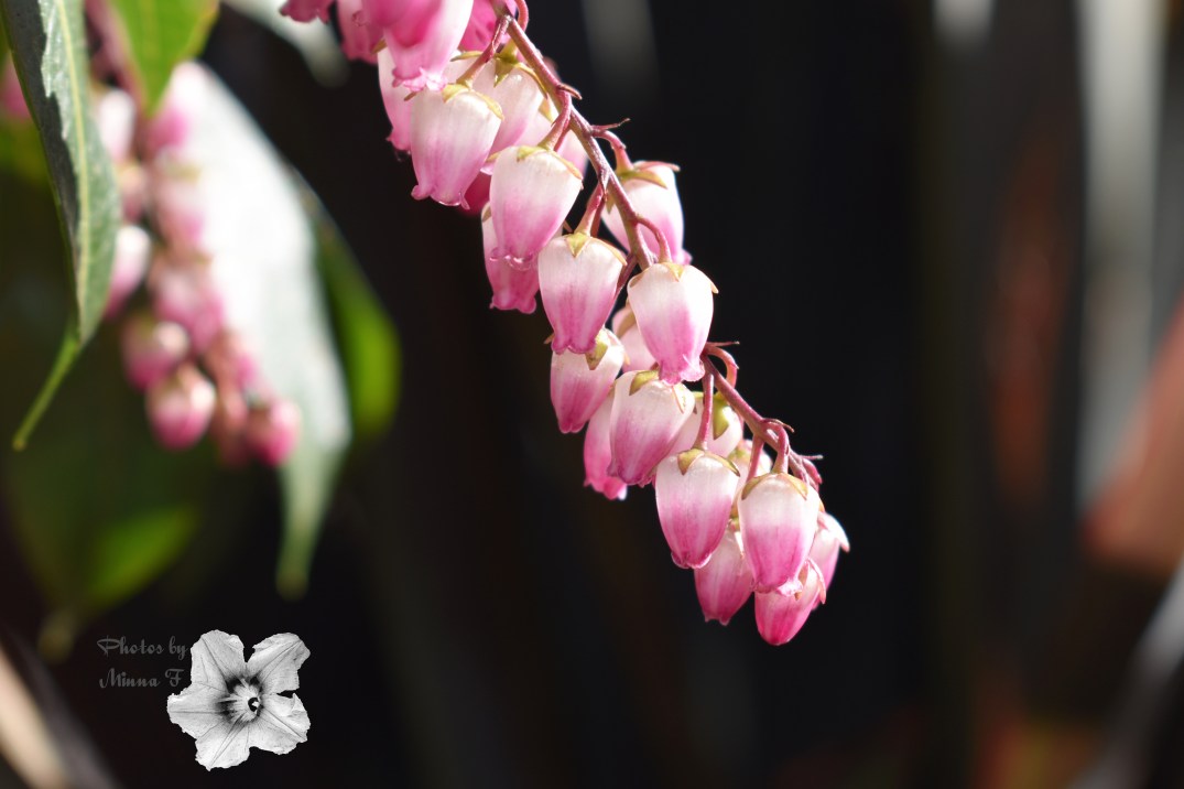 Pink Pieris edited BIG wm