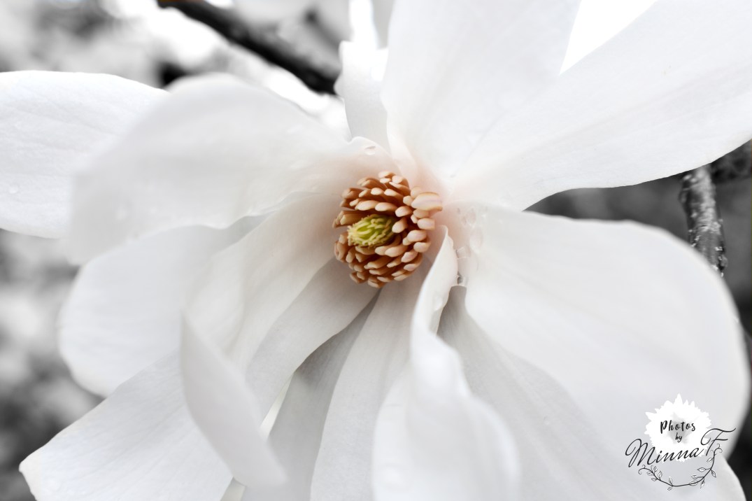 Big white flower EDITED WM