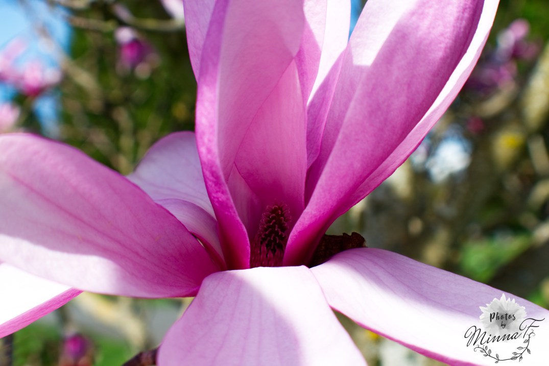 Pink Beauty edited WM